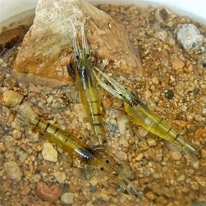 10pcs Bionic Soft Shrimp Lures, 4cm/1.57in, With Hooks, Fishing Accessories For Trout And Bass