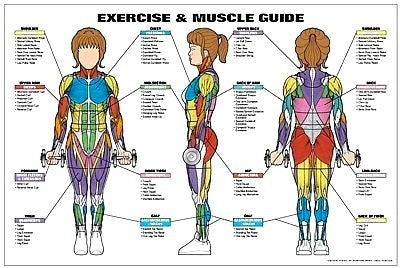 Female Exercise Muscle Guide Chart Wall Poster