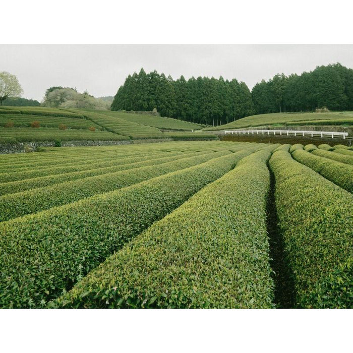 Gyokuro Kukicha