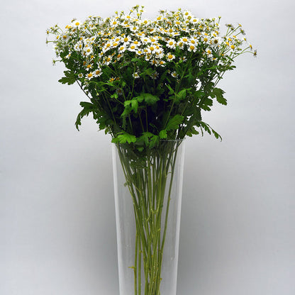 Matricaria Vegmo Single Seed