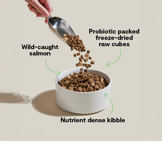 Open Farm GoodGut Wild-Caught Salmon Dog Kibble