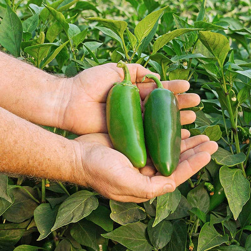 Pepper Dante F1 Seed
