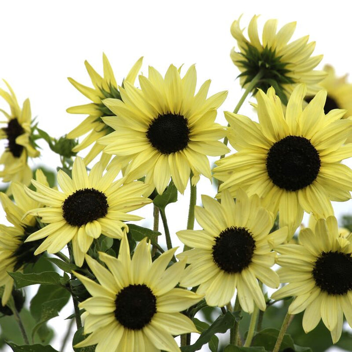 Sunflower Soluna Cream Seed