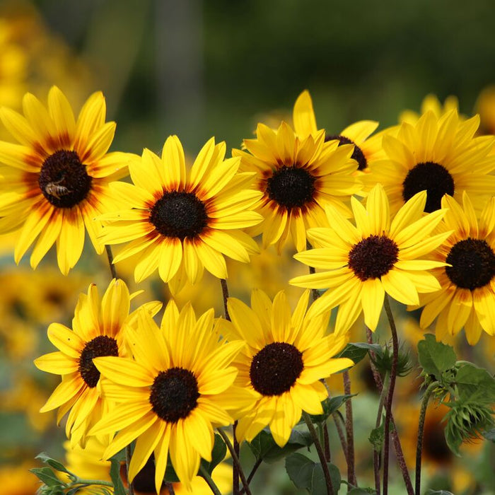 Sunflower Soluna Gold Seed
