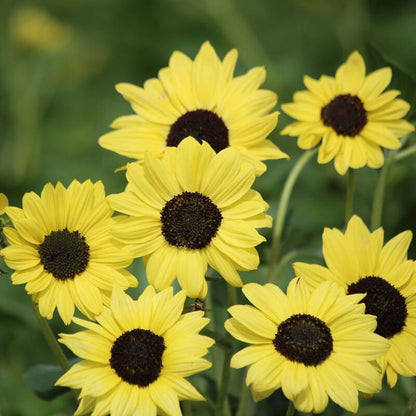 Sunflower Soluna Lemon Seed