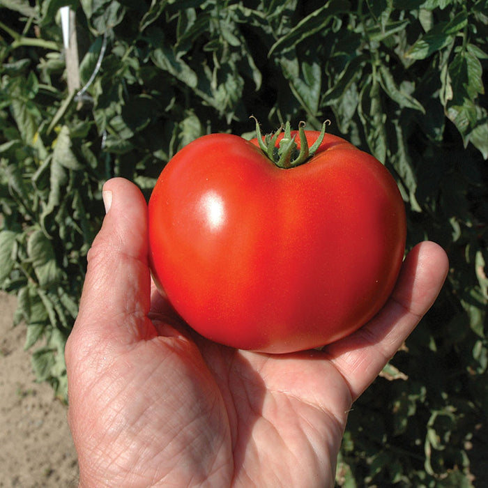 Tomato Mountain Merit F1 Seed