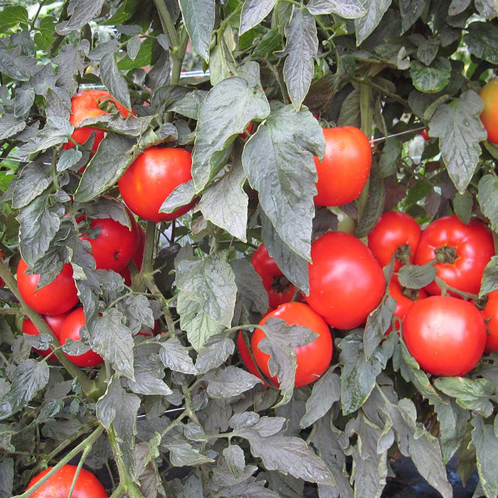 Tomato Mountain Merit F1 Seed